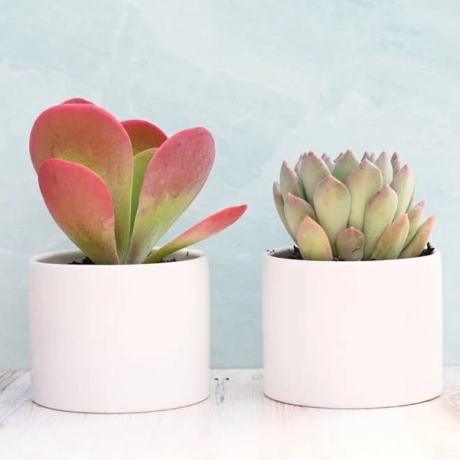 Succulent Market Colorful Collection 4-Inch Potted Succulents for Sale