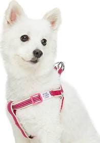 Dogs & Cats & Co. Night Safety Dog Harness