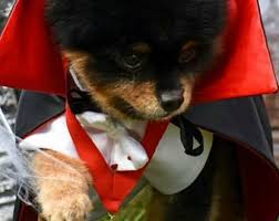 Dog Prince of Darkness Costume, Prince of Darkness Pet Costume, Pet Prince of Darkness Costume, Puppy Prince of Darness Costume. - Etsy
