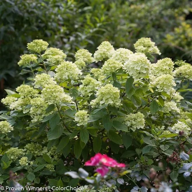 Proven Winners Little Lime Hydrangea