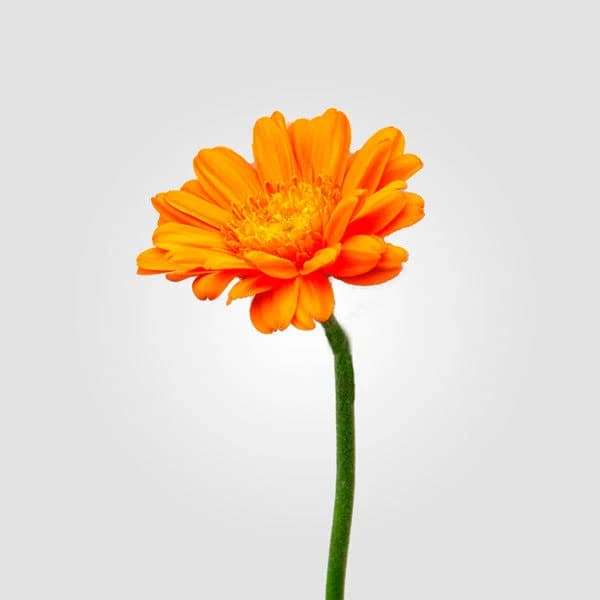Gerberas 25 Stems Get 25 Stems Free 25 Stems per Bunch