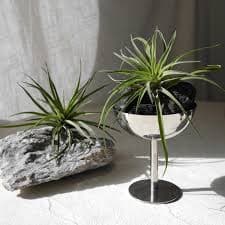 Air Plant Cup: Scent Oil Diffuser, Odor Remover - Etsy