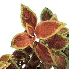 Fancy Coleus Living