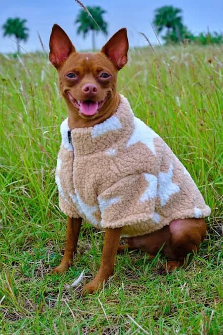 Thick beige pullover designed for pets, Warm Fleece Pullover Sweater for Dogs , Free size customization available.
