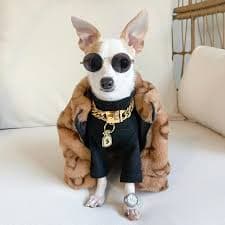 The Bougie Coat – Bao The Chi