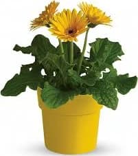 Rainbow Rays Potted Gerbera