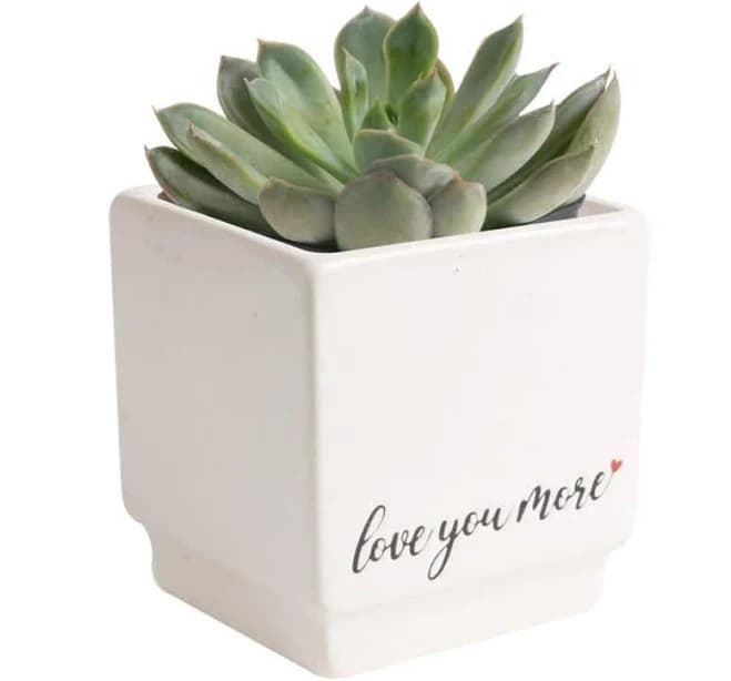Costa Farms Grower's Choice Echeveria Indoor Succulent Plant in 2.5 in. Love Ceramic Pot