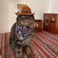 Western Style Cat Outfit – Gentle Paws