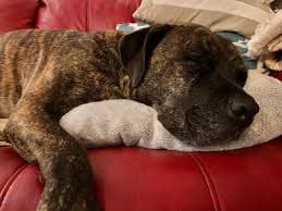 Army's Legacy Animal Rescue And Sanctuary | Bonfire