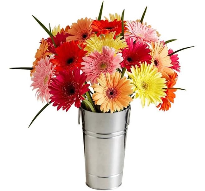 1-800-flowers Happy Gerbera Daisies Stems Flower