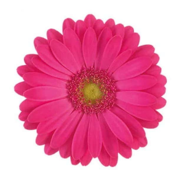 Hot Pink Gerbera