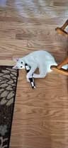 Video frame trigger
