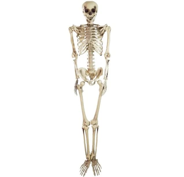 Northlight Seasonal Life Size Skeleton Halloween Decoration