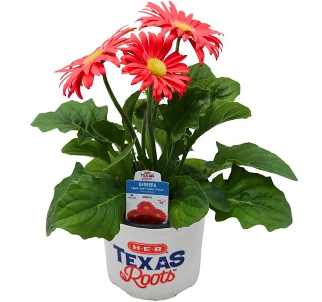 H-E-B Gerbera Coral