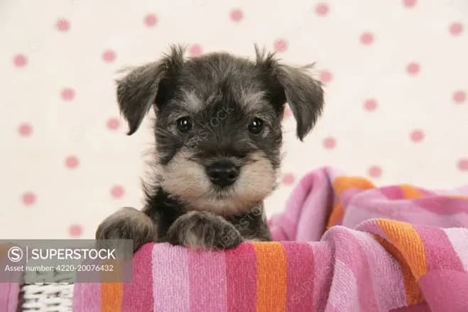 Dog. Miniature Schnauzer puppy (6 weeks old). Also known as Zwergschnauzer. - SuperStock