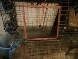 Rabbit Cage 2x1ft Perfect For Rabbit Or Chicken for Sale in Fresno, CA - OfferUp