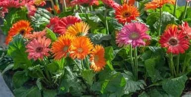 Gerbera Daisy - Assorted Varieties 1 Gallon