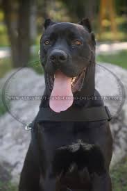 Buy Now Light Weight Pulling Walking Nylon Cane Corso Dog Harness
