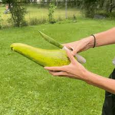 Avocado - Buy Rare Avocados online from Miami Fruit