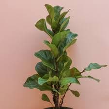 Ficus Lyrata - The Mellow SF