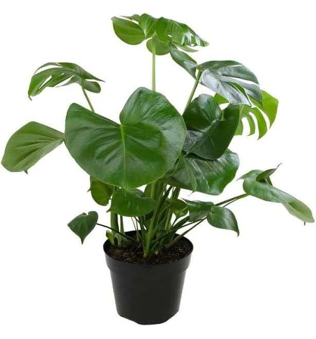 Altman Plants Monstera Deliciosa Swiss Cheese Houseplant
