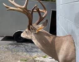 Great Taxidermy, New, South TEXAS, 6 X 5 = 11 Pt. Whitetail DEER Shoulder Mount Log Cabin Hunting Lodge =(odocoileus Virginianus) # 724 - Etsy