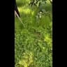 Video frame trigger