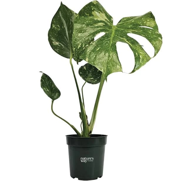 Nature's Way Farms Monstera Thai Constellation House Plant