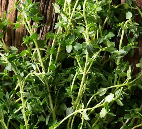 English Thyme Moderate Full Sun 4 in | Calloway's