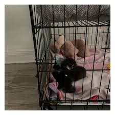 Tucker Murphy Pet™ Siegmar Portable Upgraded Cat Cage & Reviews | Wayfair