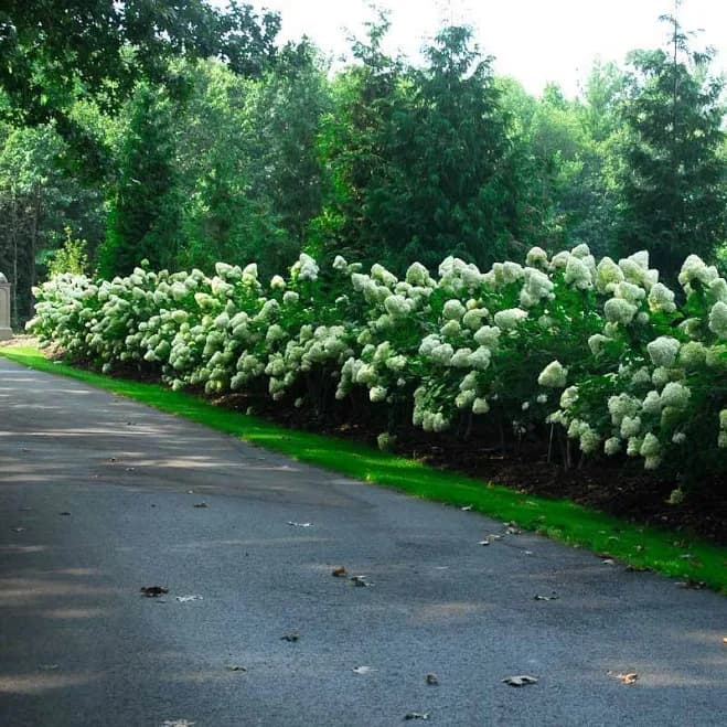 'Limelight' Panicle Hydrangea One Quart