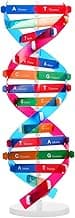 Double Helix Model Self Assembling DNA Display Stand, Genes Learning Model, Teaching Aid, 4.6 x 13 Inch