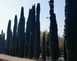 Italian Cypress {cupressus Sempervirens Srtricta} Landscapers Select! Fast Growing Hedge and Fence Alternative 200 Tree Seeds Free Shipping! - Etsy