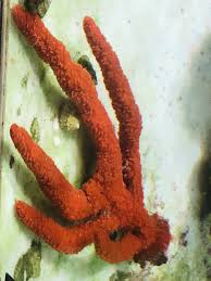 Red Branching Tree Sponge – Alyssa's Seahorse Savvy