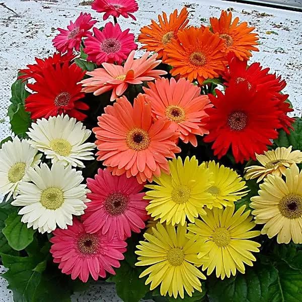 National Plant Network Gerber Daisy Mega Revolution Mix Plants