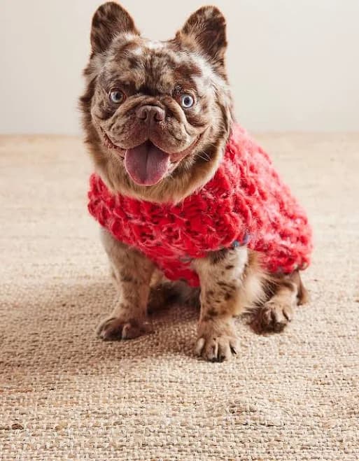 French Knot Chunky Dog Sweater