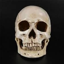 Life-size Replica of Realistic Human Skull Head Bone