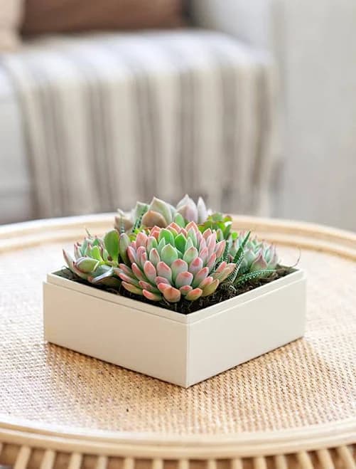 Lula's Garden Urban Garden Succulent Gifting