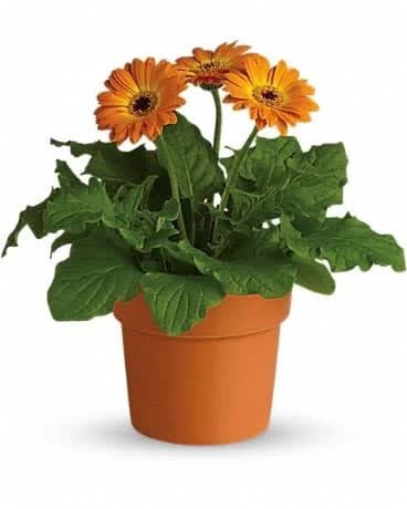 Rainbow Rays Potted Gerbera