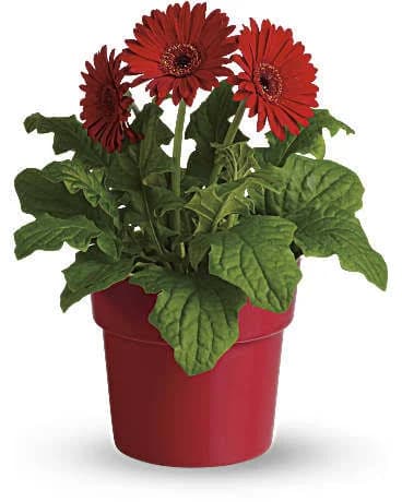 Rainbow Rays Potted Gerbera