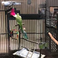 Подставка Для Тренажерного Зала Parrot Play: Деревянный Манеж С Жердочками, Лестницами И Качелями От 2 176 руб. | DHgate