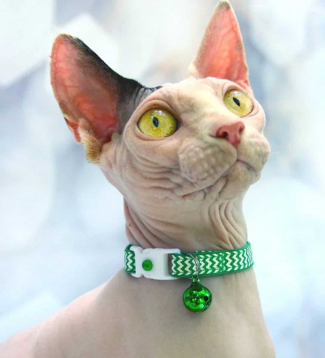 Kelly Green Chevron Cat Collar