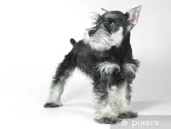 Wall Mural Cute Baby Miniature Schnauzer Puppy Dog on White
