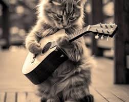 Funny Cat Playing Guitar Print: Vintage Style Animal Photograph (digital Download) - Etsy