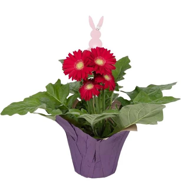 Gerbera Daisy, 6"
