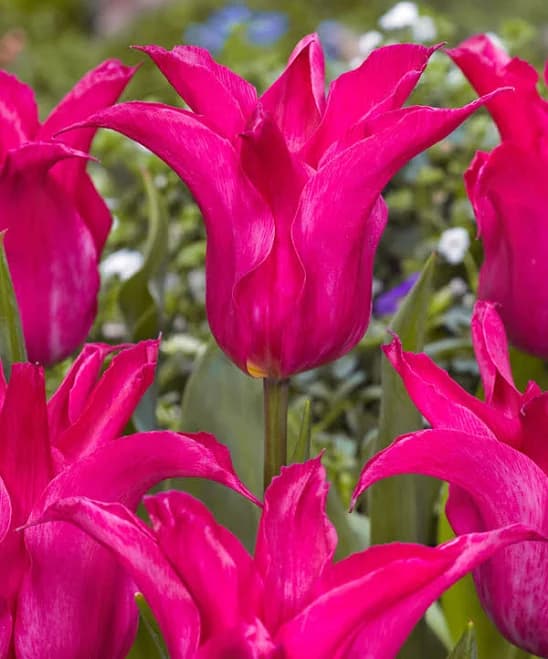 DutchGrown Tulip Oriental Pearl Bulb